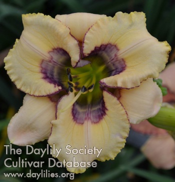 Daylily Simple Marks